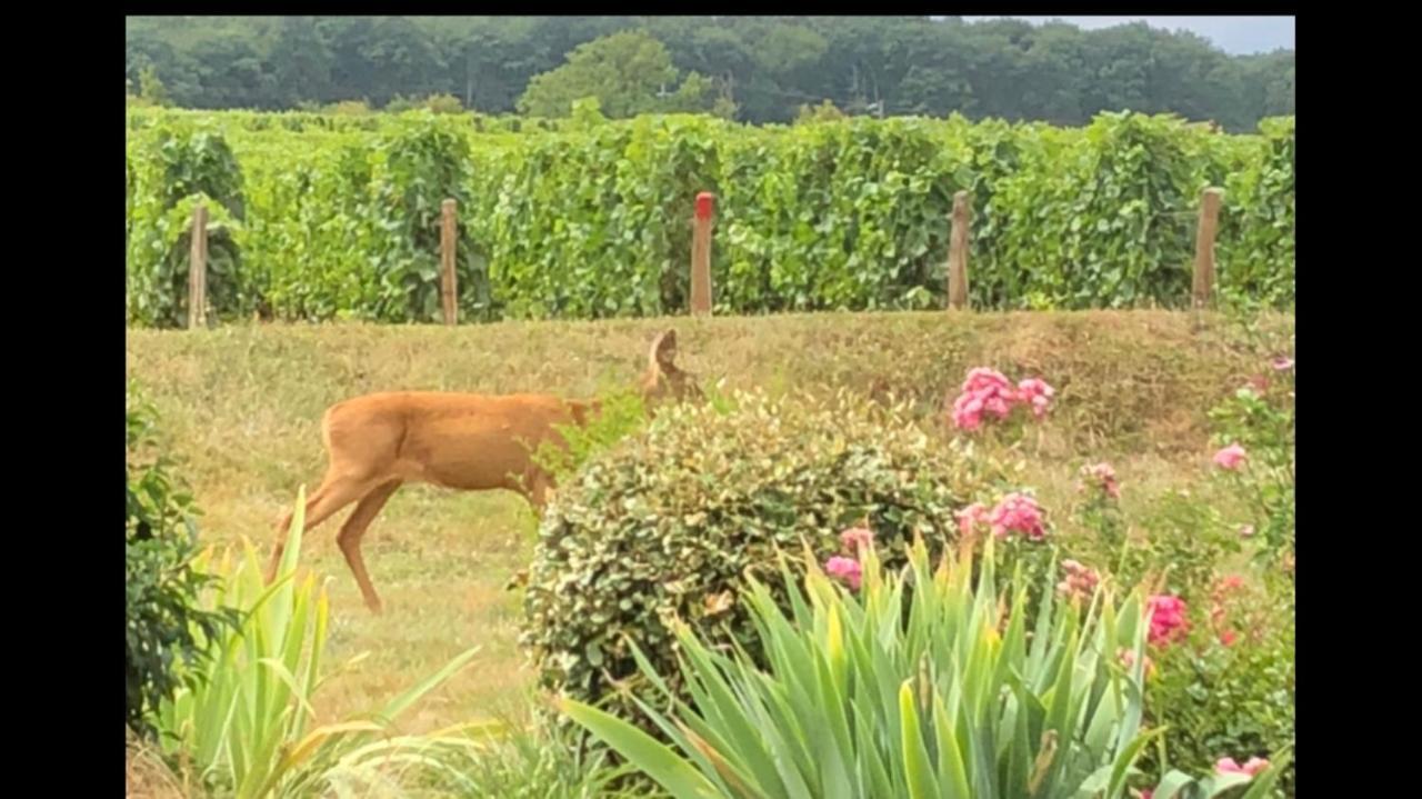 Avre De Paix Sancerrois Daire Thauvenay Dış mekan fotoğraf